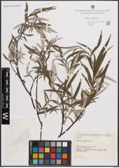 Foto von Salix eleagnos Scop.